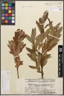 Foto von Salix caprea L. x Salix lapponum L.